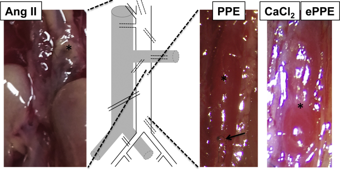 Fig 3