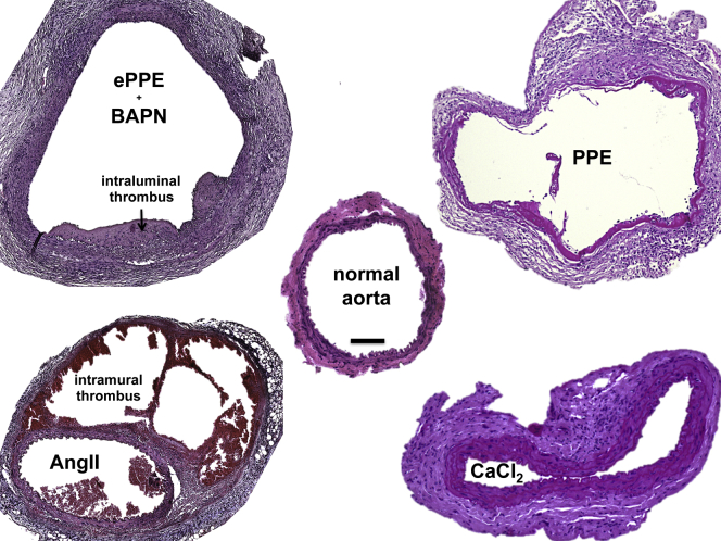 Fig 2