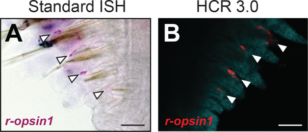 Figure 4—figure supplement 3.