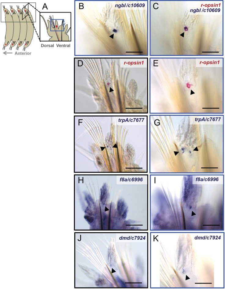 Figure 2—figure supplement 3.