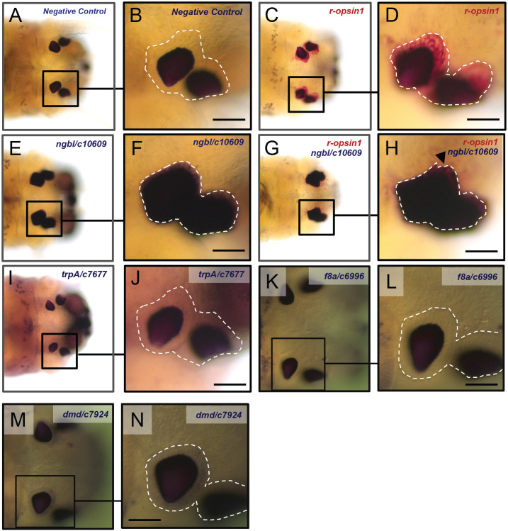 Figure 2—figure supplement 2.