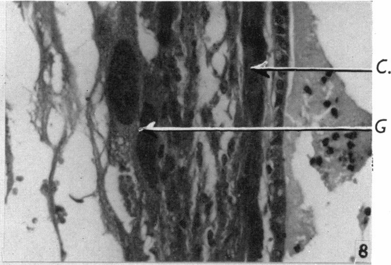 Fig. 8