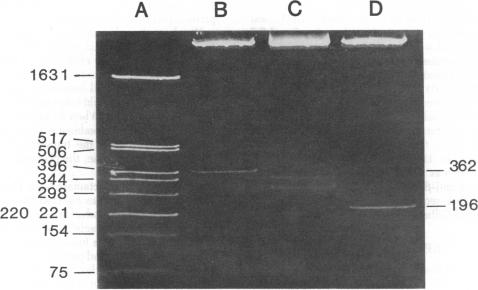 graphic file with name pnas00457-0162-a.jpg