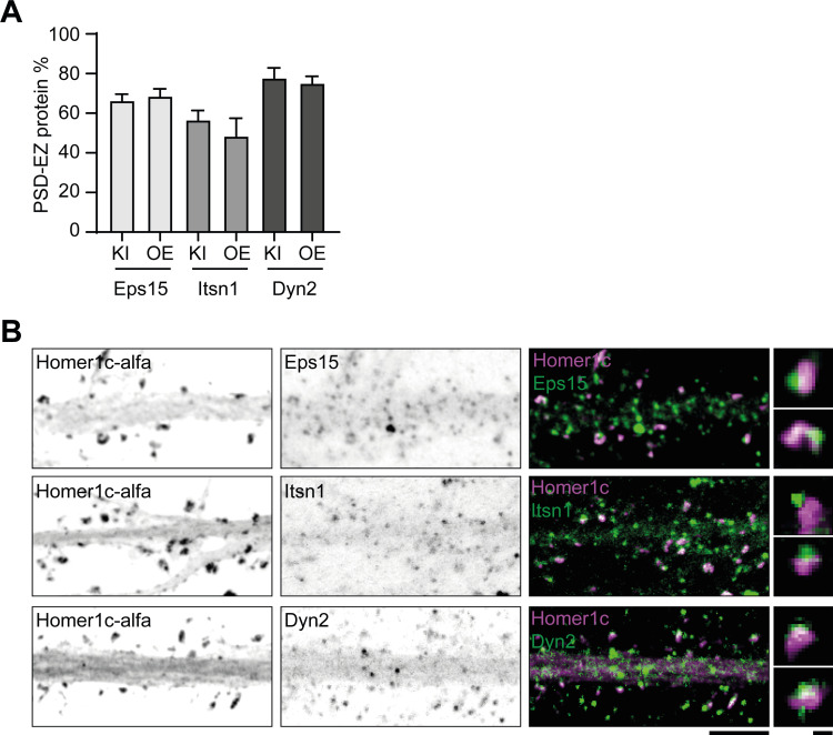 Figure 4—figure supplement 1.