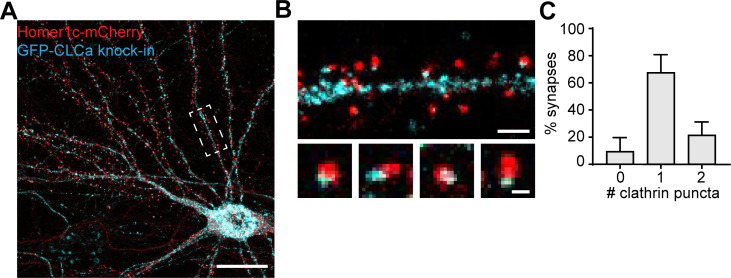 Figure 1—figure supplement 1.