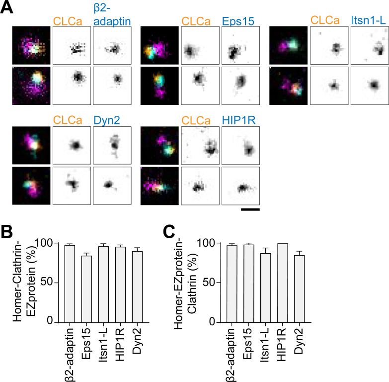 Figure 5—figure supplement 2.