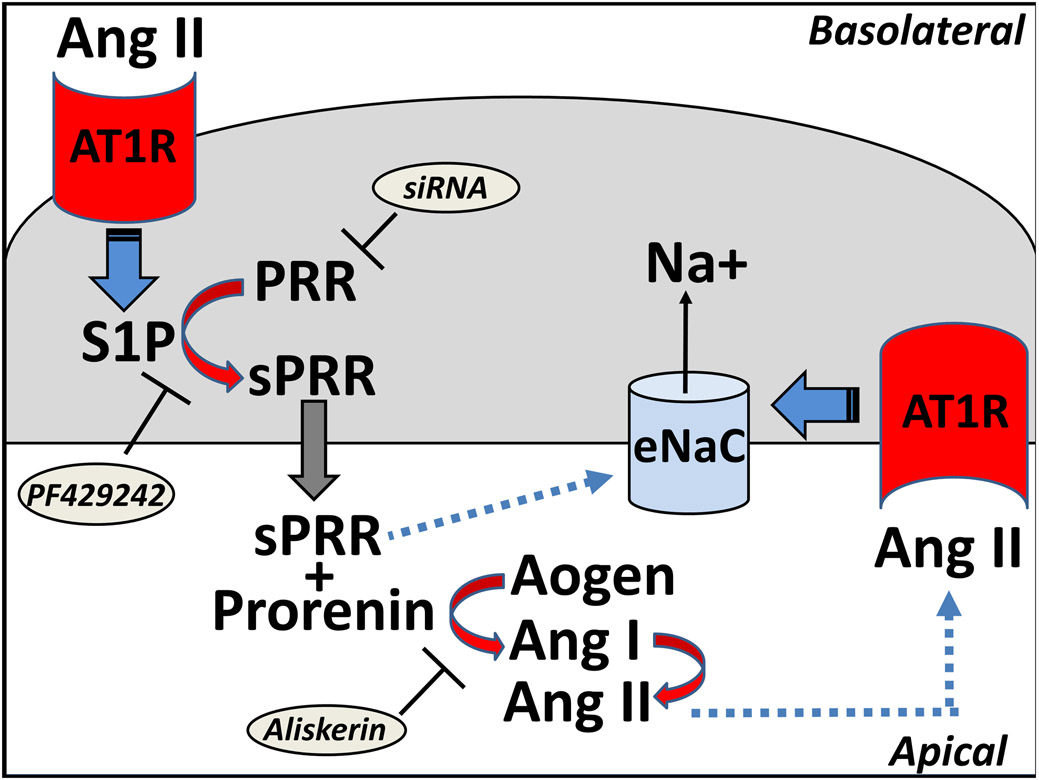 Figure 1.