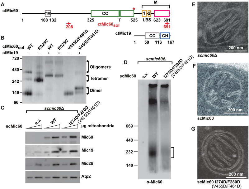 Structural insights into crista junction formation by the Mic60-Mic19 ...