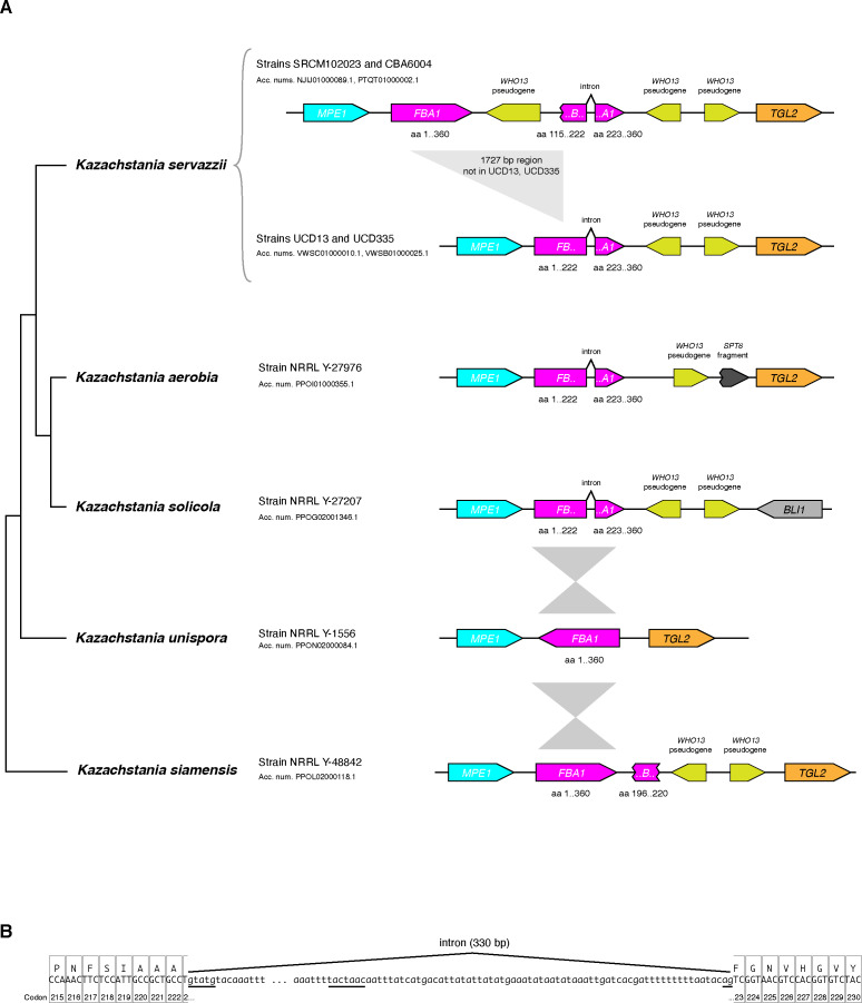 Figure 5—figure supplement 1.