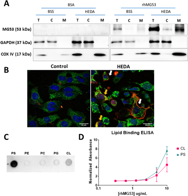 Fig. 4