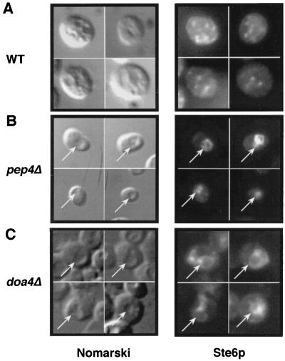 FIG. 6