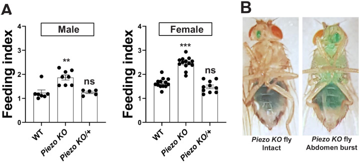 Figure 4—figure supplement 2.