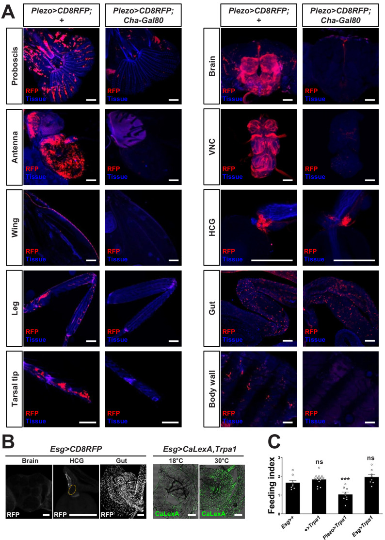 Figure 2—figure supplement 2.