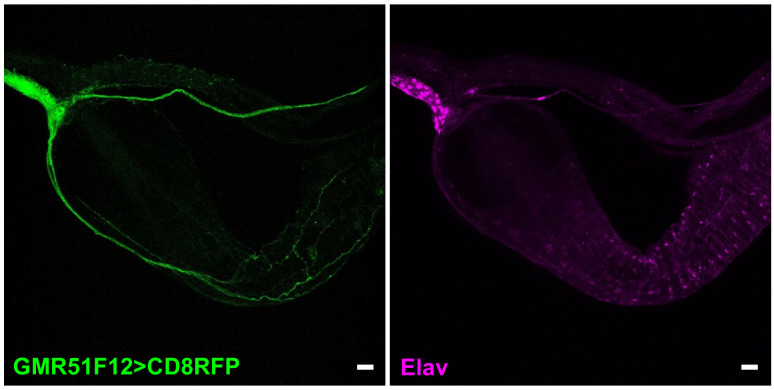 Figure 2—figure supplement 1.