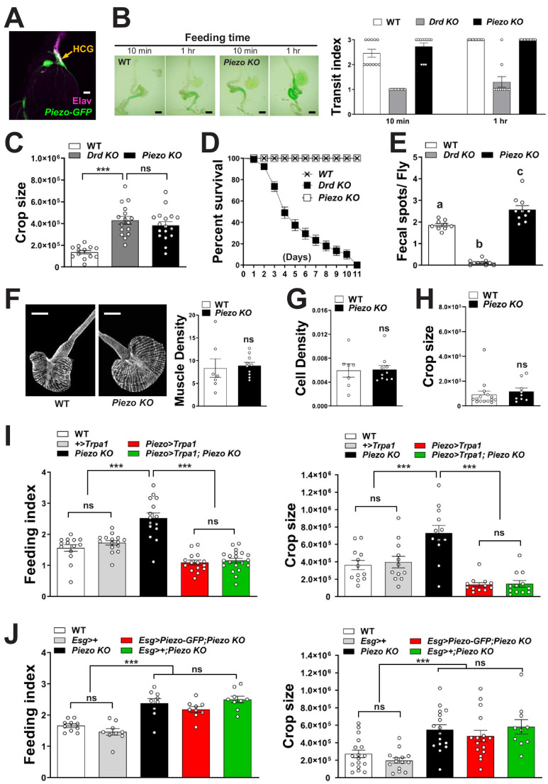 Figure 4—figure supplement 1.