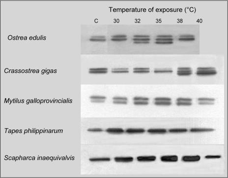 Fig 3.