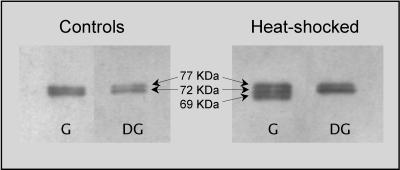 Fig 1.