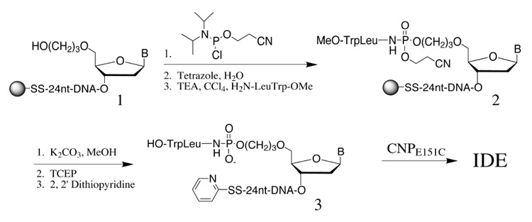 scheme 1