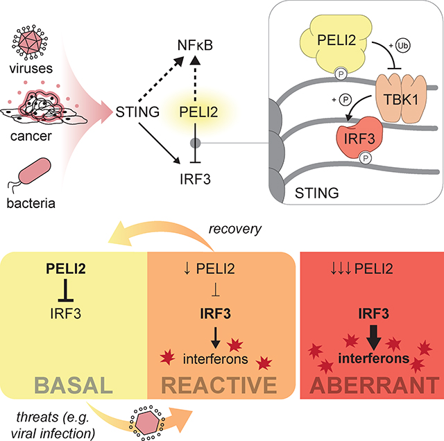 graphic file with name nihms-2002199-f0007.jpg