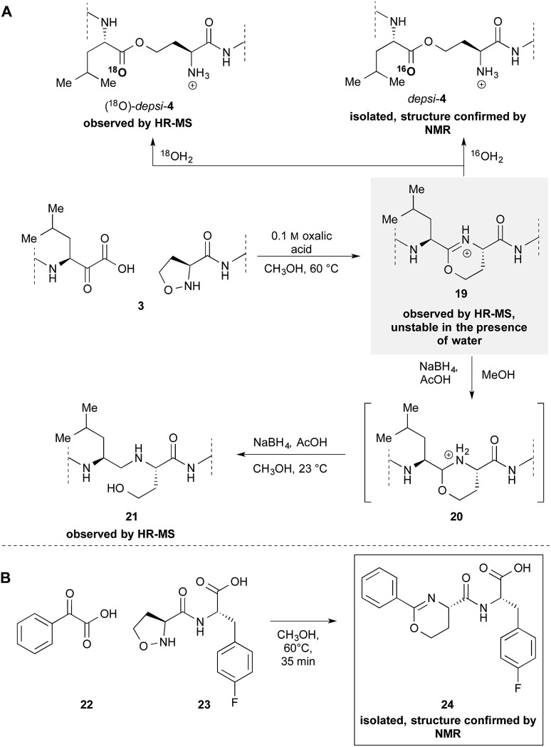 Scheme 4