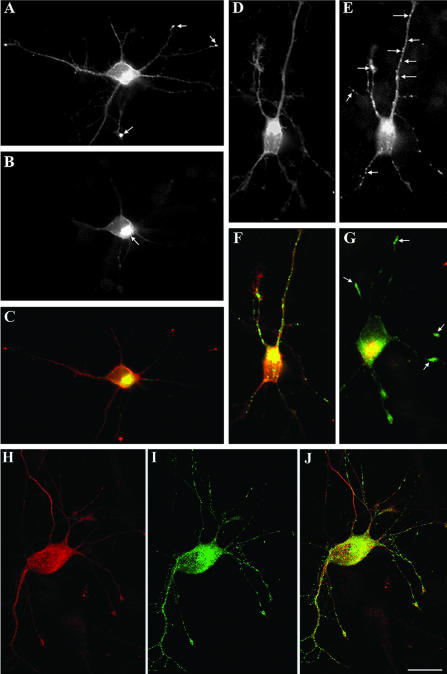 Figure 11.