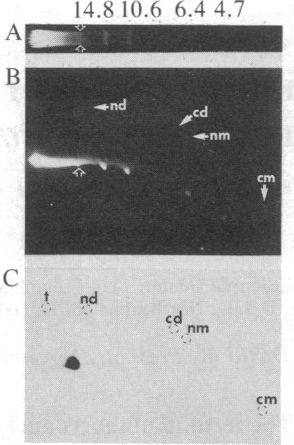 graphic file with name pnas00606-0196-a.jpg