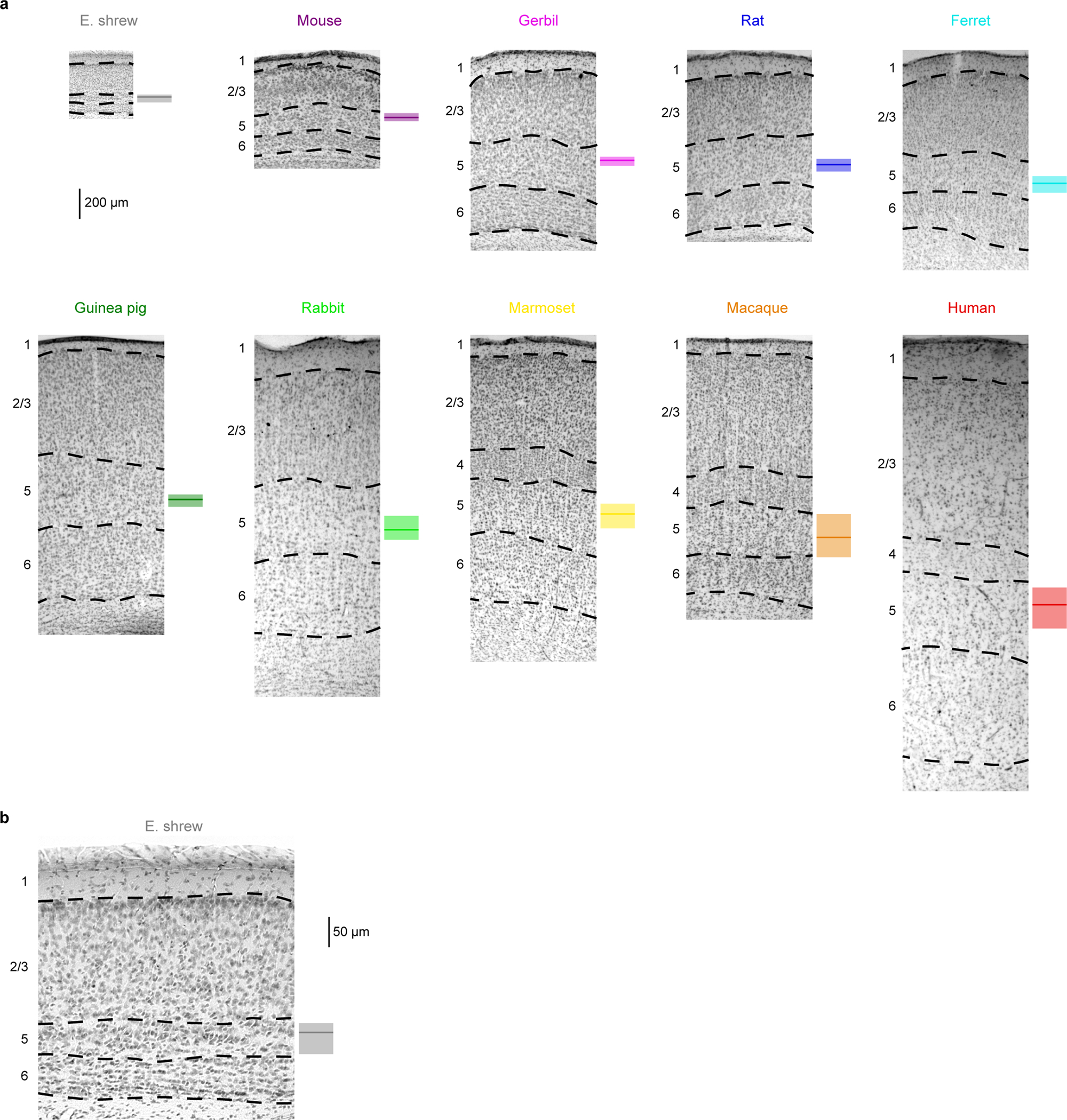 Extended Data Figure 1.