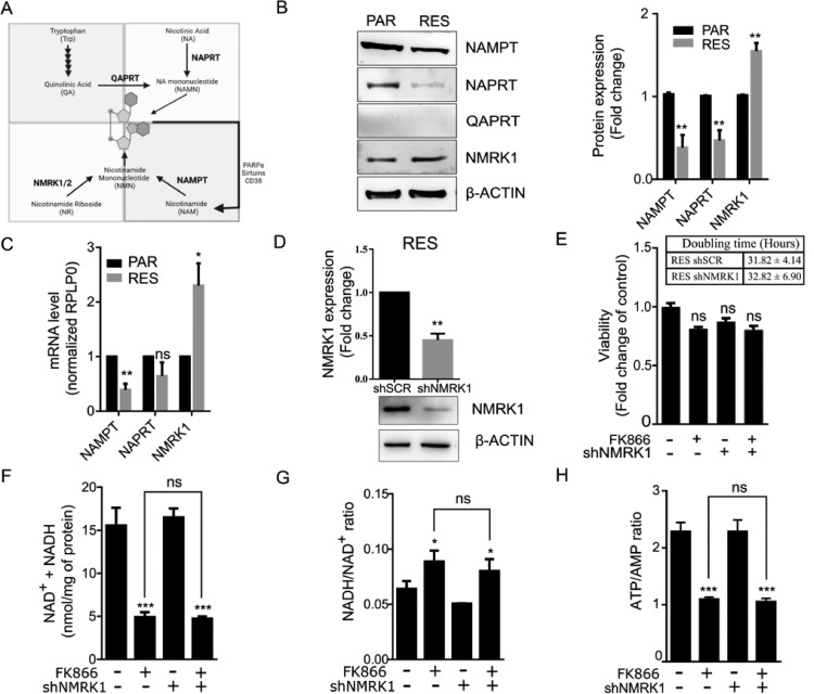 Fig 2: