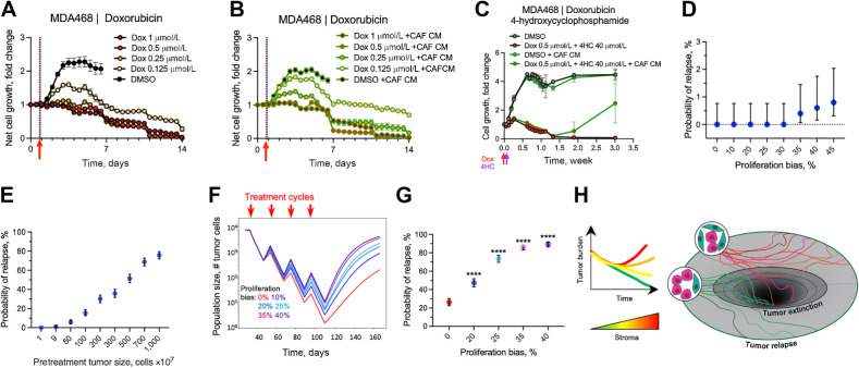 Figure 4. Impact of the stroma-enhanced proliferation on tumor chemotherapy recovery. A and B, Changes in numbers of viable MDA468 cells following brief (2 hours) administration of doxorubicin in control medium (A) and with CAF CM (B). C, Impact of CAF CM on the response of MDA468 to the sequential administration of doxorubicin and 4-hydroxy cyclophosphamide (1 hour each). D, Probability of relapse for the simulations under long-term cytotoxic effects of the chemotherapy, with the killing fraction of 21% of the cells per time step. Each data point in the graph represents the average of 500 simulations. Error bars, 95% confidence interval. E, Dependence of the relapse probability on the initial population size under the scenario of 20% bias in tumor cells proximal to the stroma. Each data point is the average of the 500 samplings and the respective 95% confidence interval. F, Impact of the indicated magnitude of enhancement of cell proliferation within three cell diameters from stroma border on the average population size over the course of chemotherapy that, in the absence of stromal effects, eliminates tumors with 27% relapse probability. Traces depict average population size over 500 simulations per condition. G, Probability of tumor relapse affected by different proliferation bias and prolongated cytotoxic effect. Graphs depict the outcomes of 500 simulations with 95% confidence interval. ****, P < 0.001 of Fisher exact test, comparing outcomes with different values of stromal enhancement values with simulations without stromal effect (proliferation bias 0%). H, Conceptual model of the indirect stromal chemoresistance. The link between high stromal content and chemoresistance might be at least partially mediated by the stroma-dependent potentiation of tumor cell proliferation, which enhances tumor recovery between chemotherapy cycles and decreases the odds of chemotherapeutic extinction.