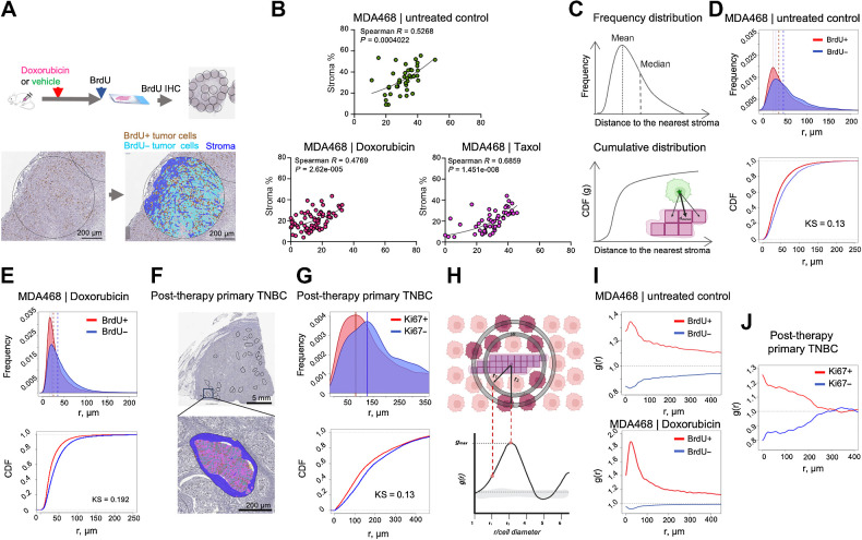 Figure 2. Proximity to stroma correlates with higher proliferation in vivo. A, Diagram of the experimental approach to assess the impact of stroma proximity on the proliferation of TNBC cells in vivo. Before euthanasia, the mice were pulsed with BrdU, which enabled IHC-based detection of cells in the S-phase of the cell cycle. Tumor tissue in whole slide scans of BrdU IHC staining was subsampled into smaller areas (0.9 mm in diameter); necrosis-free tumor tissue within these subsampled regions was segmented into BrdU± tumor cells and stroma. B, Regression analyses of MDA468 xenograft tumors, treated with doxorubicin (2.5 mg/kg), Taxol (10 mg/kg), or vehicle control 48 hours before euthanasia were used to assess the correlation between stromal content and tumor cell proliferation. Each dot represents a subsampled ROI, as in A. Spearman R and P values of nonlinear fit are shown. C, Schemata for the nearest neighbor analyses that calculate distances between each of BrdU± cells in the tumor cross-section and the nearest stromal pixel. D and E, Frequency distribution and cumulative distribution function (CDF) plots of distances to the nearest stroma of BrdU± cells in MDA468 xenografts tumors from control (D) and doxorubicin-treated (E) mice. Dashed lines indicate medians and means of the distributions KS denote the Kolmogorov-Smirnov statistical test. F, A representative image of a diagnostic biopsy of a post-treatment primary human TNBC tumor, stained with proliferation marker Ki67, ROIs used for subsampling, and an example segmentation of an ROI into Ki67± cells and stroma. G, Frequency distribution and CDF plots of distances of Ki67± cells to the nearest stroma in the primary TNBC sample. H Schemata for the RDF analysis. I, RDF analyses of the impact of stroma proximity on the distribution of BrdU± cells in control and doxorubicin-treated MDA468 tumors. J, RDF analyses of the impact of stroma proximity on the distribution of Ki67± cells in a post-treatment primary TNBC tumor. (A, C, and H, Created with BioRender.com.)