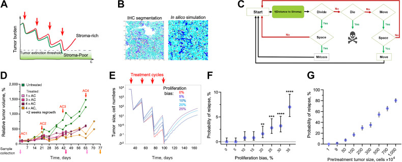 Figure 3. In silico validation of the hypothesized indirect stroma-mediated chemoresistance. A, Model schemata depicting the hypothesized indirect stroma-mediated chemoresistance. Enhanced proliferation in stroma-rich tumors can enhance between-chemo cycles recovery of tumors, enabling them to escape therapeutic eradication. B, ABM is initiated on the basis of the spatial localization of tumor cells and stroma observed in the indicated experimental sample. C, Diagram of the ABM model. D, Dynamics of volume changes in MDA468 xenograft tumors over the course of AC treatment (0.5 mg/kg doxorubicin and 50 mg/kg cyclophosphamide). Red arrows, injection times. Traces indicate individual tumors; distinct colors of volume traces indicate tumors harvested at different time points (arrows of matching colors). E, Impact of the indicated magnitude of enhancement of cell proliferation within three cell diameters from stroma border on the average population size over the course of chemotherapy. Traces depict average population sizes over 500 simulations per condition. F, Impact of the indicated magnitude of enhancement of cell proliferation on the probability of tumor relapse through the course of therapy, over 500 simulations with 95% confidence interval. **, P = 0.0076; ***, P < 0.001; ****, P < 0.001 of Fisher exact test, comparing the probability of relapse with indicated proliferation bias against the simulations without stromal effect (proliferation bias 0%). G, Dependence on the sampling grid size of the tumor relapse for the simulations under short-term cytotoxic effects of the chemotherapy under 5% bias in proliferation due to stromal effects. For each data point, 500 random samplings of groups of 1,9,50, 100, 200, 300, 500 700, and 1,000 simulations have been randomly selected from 10,000 simulations of 100 × 100 grids. Error bars, 95% confidence intervals.