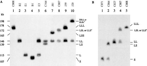 Figure  5