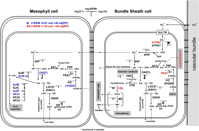 Figure 11.