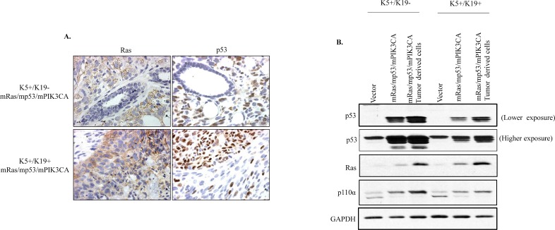 Fig 5