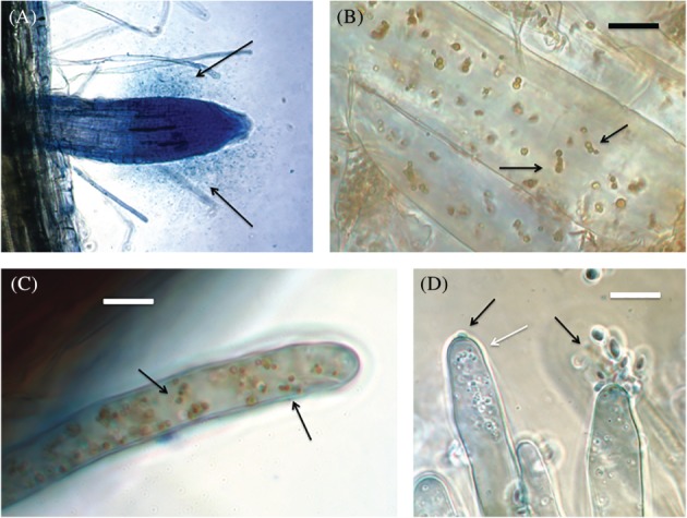 PS-5527-FIG-0002-c