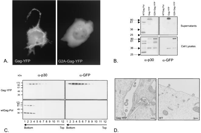 FIG. 1.