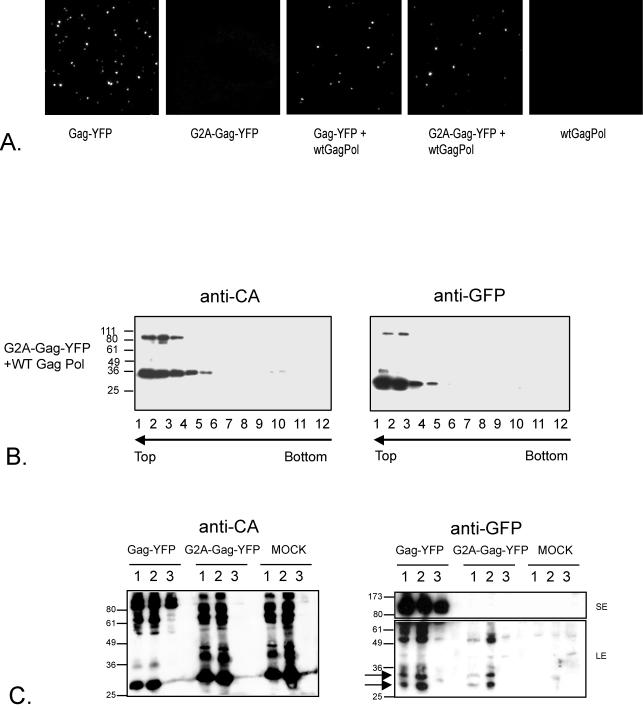 FIG. 3.