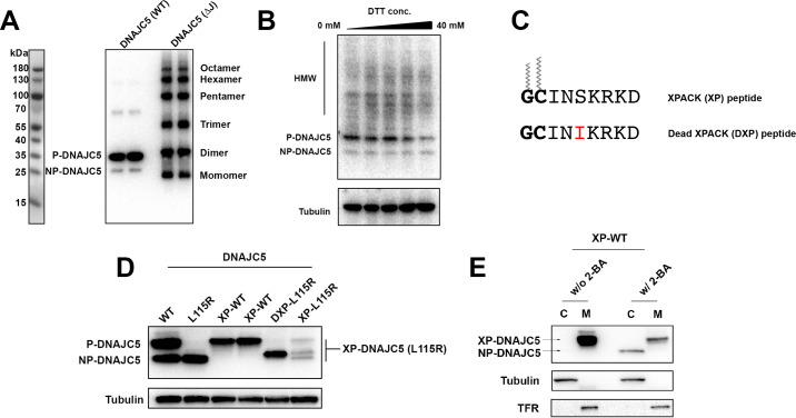 Figure 6—figure supplement 1.