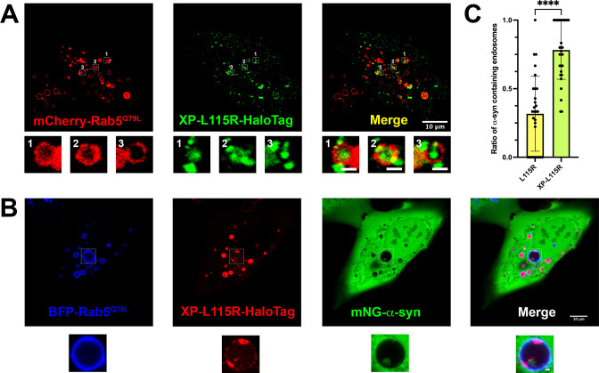 Figure 6—figure supplement 2.