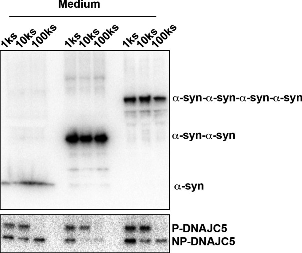 Figure 5—figure supplement 1.