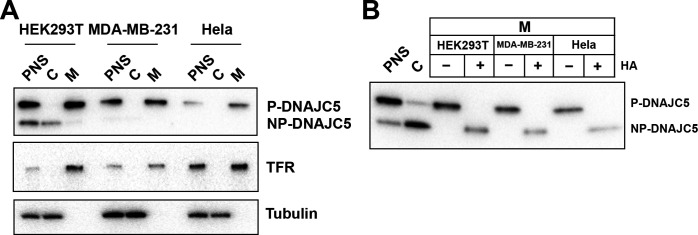 Figure 1—figure supplement 1.