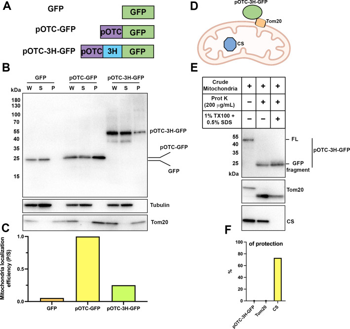 Figure 5—figure supplement 2.