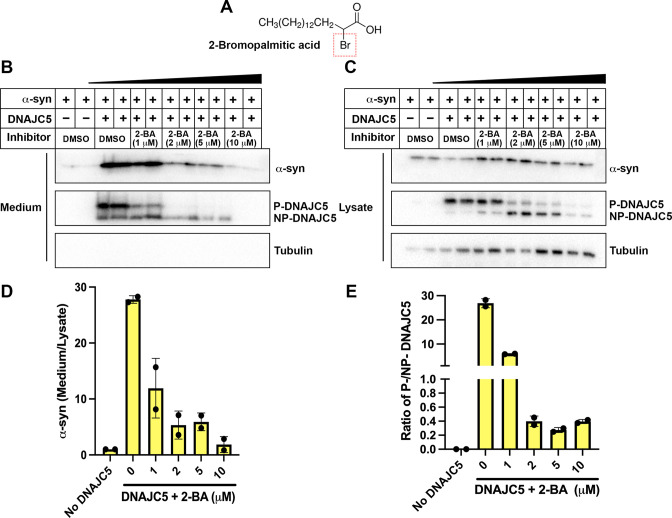 Figure 3—figure supplement 1.