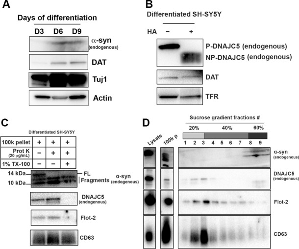 Figure 7—figure supplement 1.