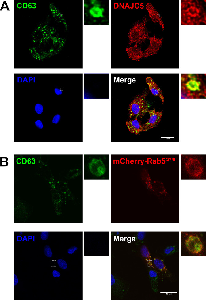 Figure 4—figure supplement 1.