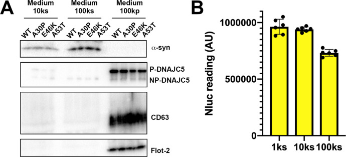 Figure 2—figure supplement 1.