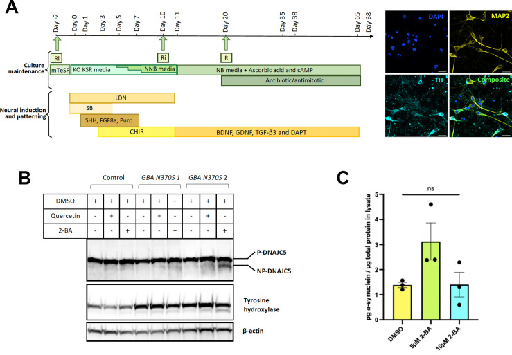 Figure 7—figure supplement 2.