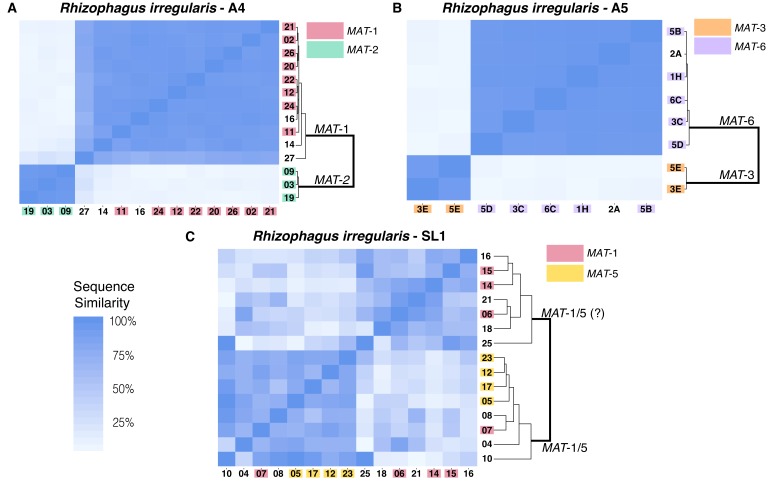 graphic file with name elife-46860-fig5.jpg