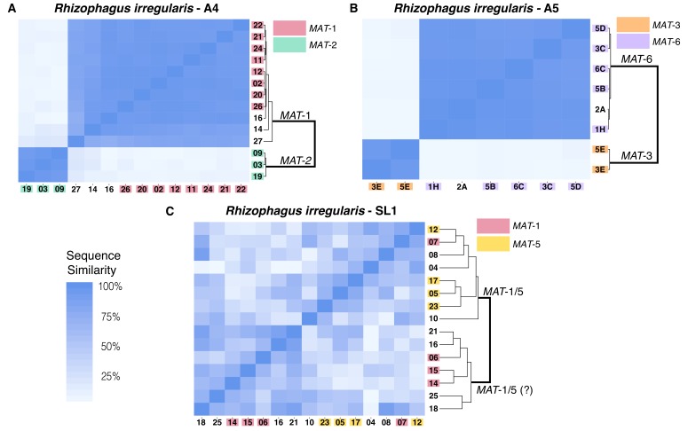 graphic file with name elife-46860-fig4.jpg