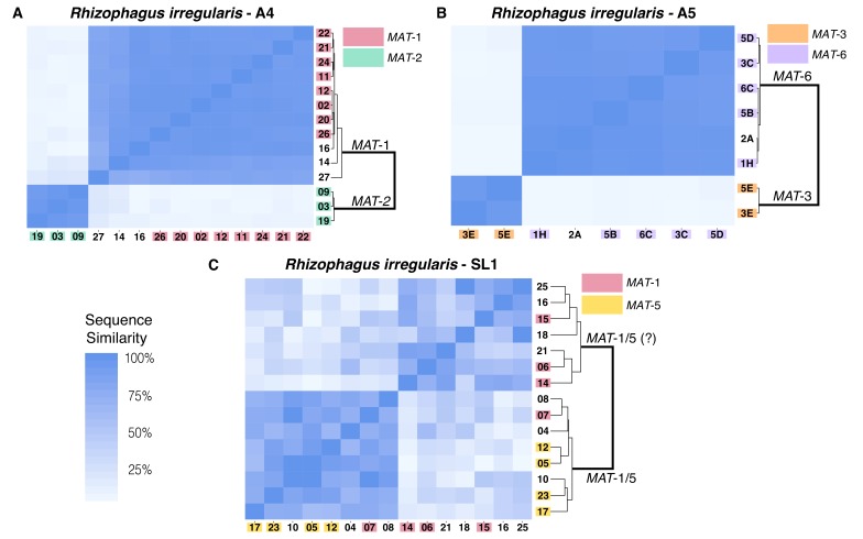 graphic file with name elife-46860-fig1.jpg